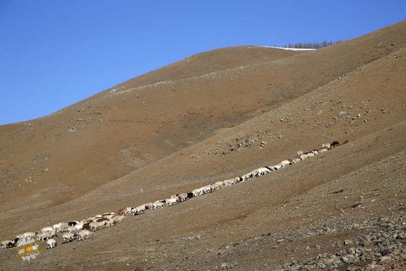 Mongolie-hiver-21