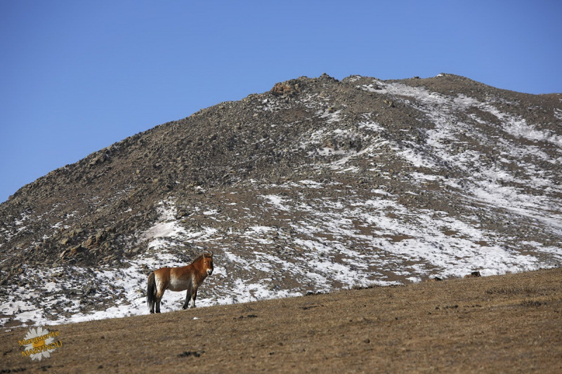 Mongolie-hiver-22